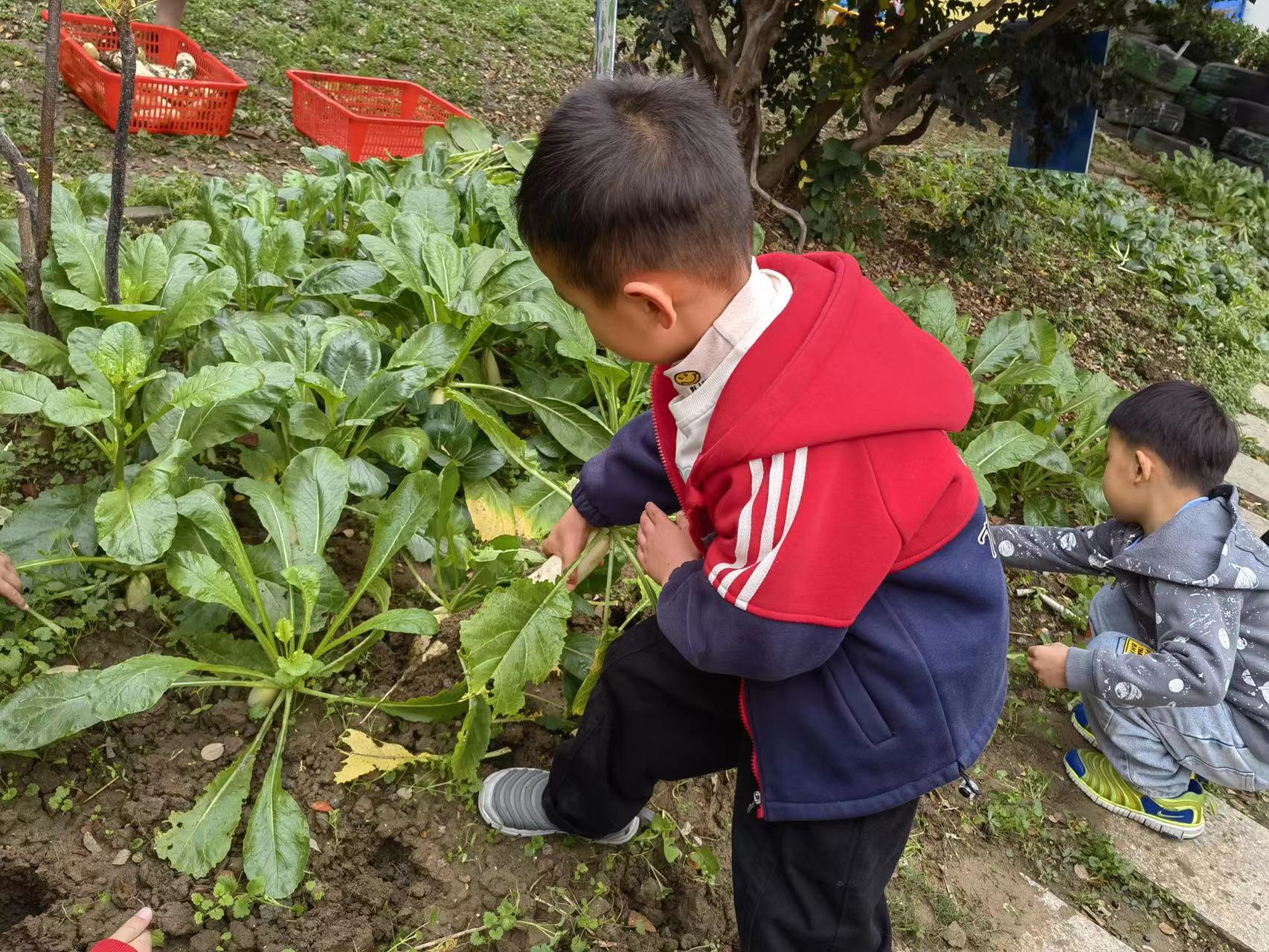 我们的萝卜